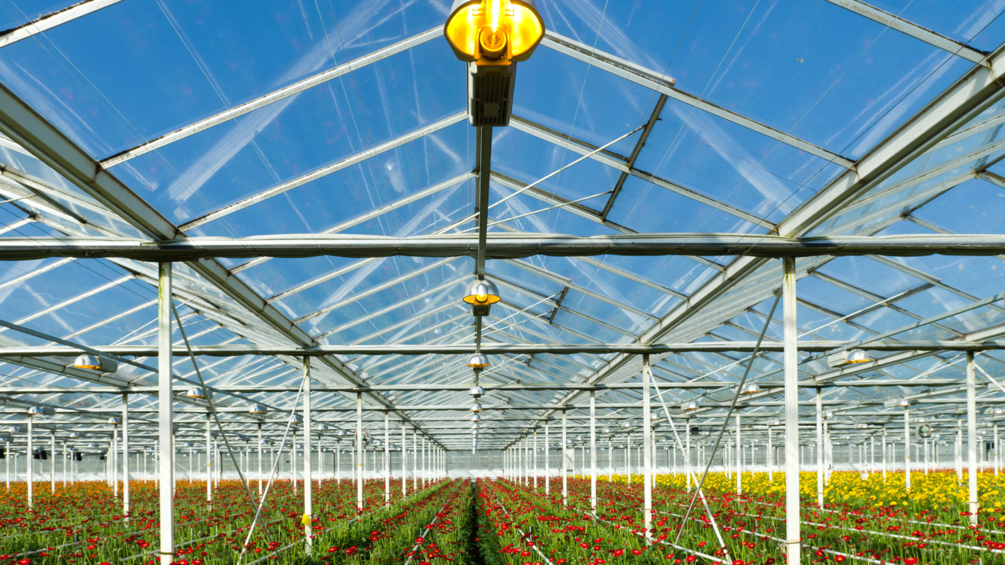 Reduce Energy Costs in Commercial Greenhouses